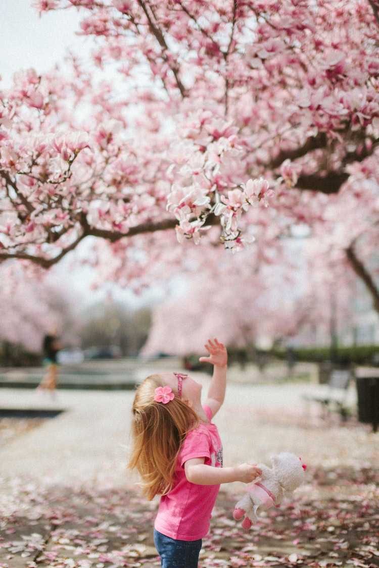 spring magnolia trees blooming