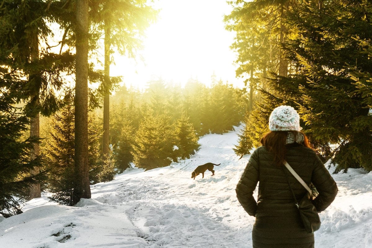 winter walk in forest in north vancouver